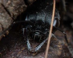 Myrmecia gilberti