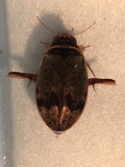 Thermonectus nigrofasciatus