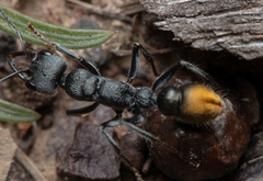 Myrmecia gilberti