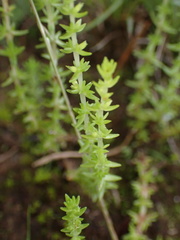 Crassula lanceolata