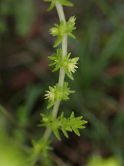 Crassula lanceolata