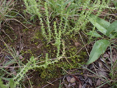 Crassula lanceolata