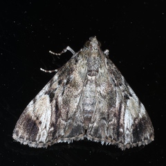 Salma cinerascens