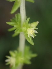 Crassula lanceolata