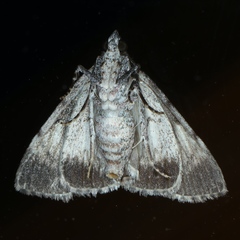 Salma cinerascens