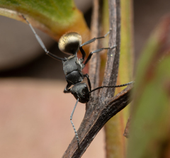 Polyrhachis tubifera