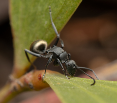 Polyrhachis tubifera