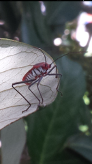 Leptocoris rufomarginatus