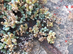 Oscularia caulescens