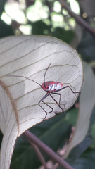 Leptocoris rufomarginatus