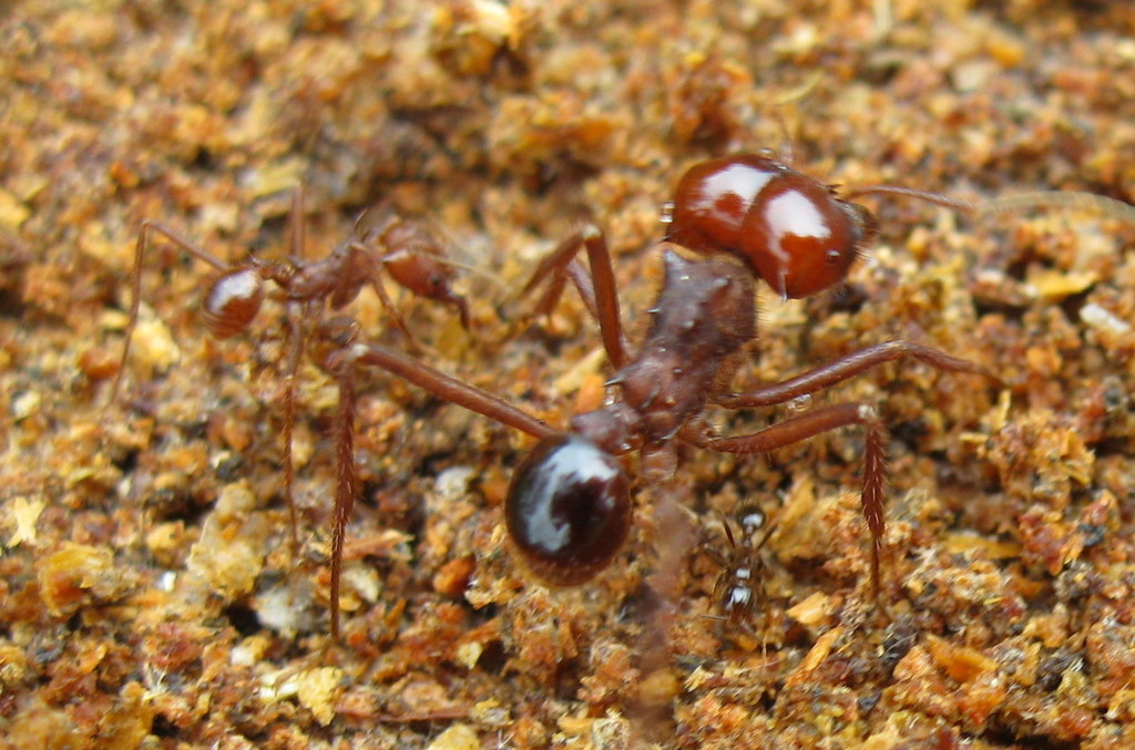 Chicatana Leafcutter Ant from Autopista Orizaba Cordoba KM. 273+620 S/N ...