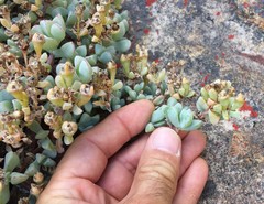 Oscularia caulescens