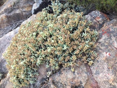 Oscularia caulescens