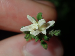 Xanthosia stellata