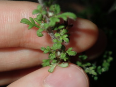Xanthosia stellata