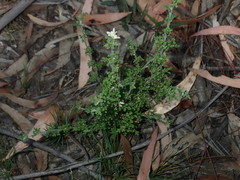 Xanthosia stellata