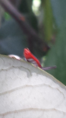 Leptocoris rufomarginatus