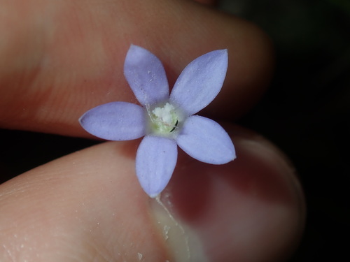 Image of Wahlenbergia stricta by (c) Thomas Mesaglio, some rights reserved (CC BY)