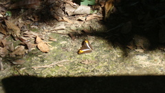 Adelpha malea