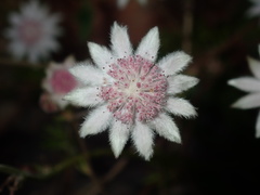 Actinotus forsythii