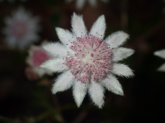 Actinotus forsythii