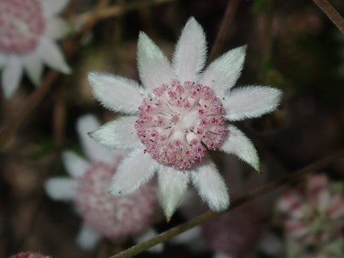 Image of Actinotus forsythii by (c) Thomas Mesaglio, some rights reserved (CC BY)