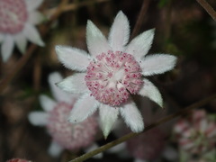 Actinotus forsythii