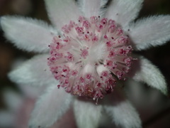 Actinotus forsythii
