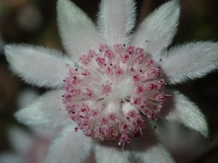 Actinotus forsythii