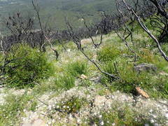 Actinotus forsythii