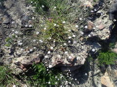 Actinotus forsythii