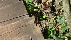 Biblis hyperia nectanabis