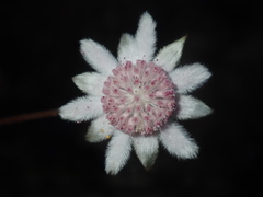 Actinotus forsythii