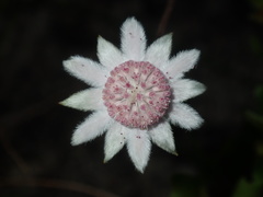 Actinotus forsythii
