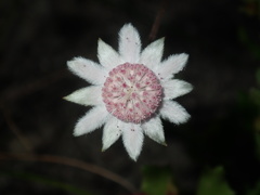 Actinotus forsythii