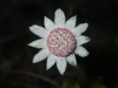 Actinotus forsythii