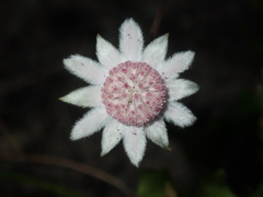Actinotus forsythii