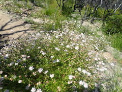 Actinotus forsythii