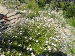 Actinotus forsythii