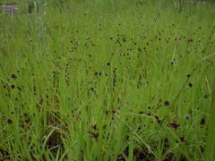 Cyperus teneristolon