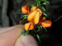 Phyllota squarrosa