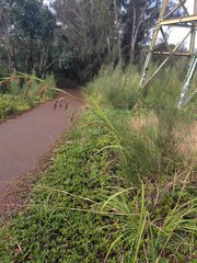 Themeda villosa