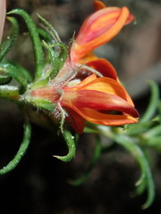 Phyllota squarrosa