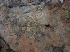 Cyperus teneristolon
