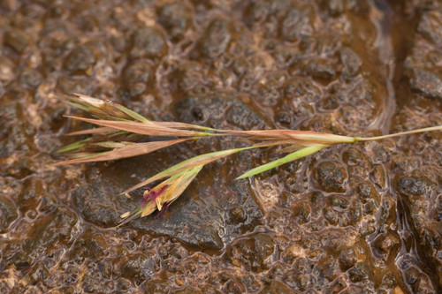 Themeda villosa