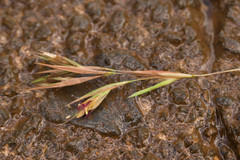Themeda villosa