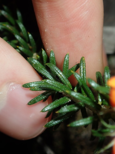 Image of Phyllota squarrosa by (c) Thomas Mesaglio, some rights reserved (CC BY)
