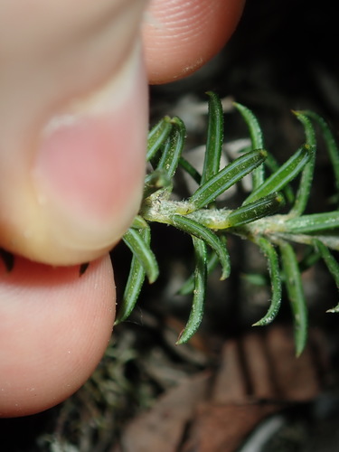 Image of Phyllota squarrosa by (c) Thomas Mesaglio, some rights reserved (CC BY)