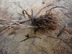 Cyperus teneristolon