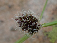 Cyperus teneristolon
